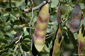 Image result for Acacia nigrescens