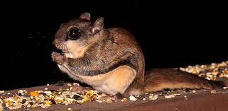 Flying Squirrels A Cute A Day Flying Squirrel Food Animals Squirrel