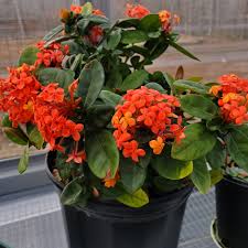 Image result for Ixora sp. A