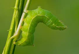 They are mostly phytophagous in food habit, with some species being entomophagous. Green Caterpillar Identification Guide 18 Common Types Owlcation