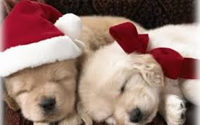 Posted by admin november 22, 2018 in christmas. 49 Christmas Puppies Wallpapers Free On Wallpapersafari