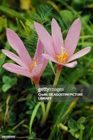 Image result for Colchicaceae