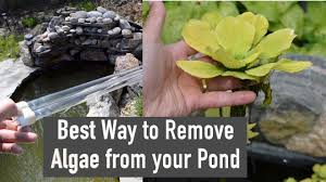 When pond weeds and algae die they rob oxygen from the water and can rob your fish of oxygen they need to survive. Best Way To Remove Algae From Your Pond Youtube
