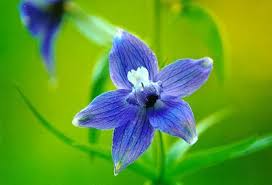 Larkspur Tattoo July Birth Flower Birth Month Flowers Birth Flowers