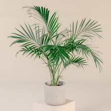 Image result for Euphorbia cataractarum