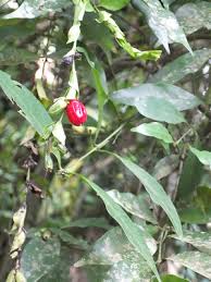 Image result for Pouchetia baumanniana