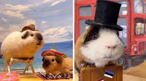 Pig animal animals skateboarding sex. Adorable Guinea Pigs Pose In Different Scenes Youtube