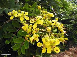 Cassia Siamea Pohon Daun Nyamuk