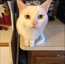 Hi all. Hoping someone can help me out. I'm a podcaster and I'm currently  working