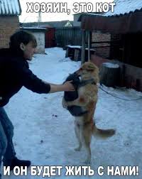 vesyolye sobaki i shenki veselye sobaki smeshnye fotografii zhivotnyh zabavnye zveryushki