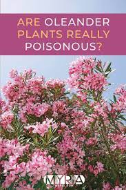 Are Oleander Plants Really Poisonous Myria