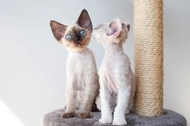 Today, special food for cats is widely available in the developed countries. The Differences Between Male And Female Cats Catster