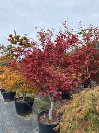 Splash's event marketing platform helps companies market, manage, and measure their live, virtual, and hybrid event programs. Acer Japonicum Ruby Japanese Maple Conifer Kingdom
