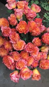 The free spirit is by nature a rebel who may appear eccentric, weird or otherworldly to society. Free Spirit Roses At The Flower Shop Today One Of A Hundred Favorites Of Mine Roses