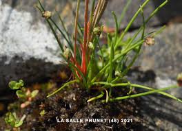 Image result for Isolepis setacea