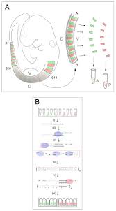 Check spelling or type a new query. Extensive Molecular Differences Between Anterior And Posterior Half Sclerotomes Underlie Somite Polarity And Spinal Nerve Segmentation Bmc Developmental Biology Full Text