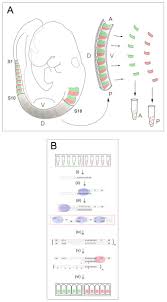Check spelling or type a new query. Extensive Molecular Differences Between Anterior And Posterior Half Sclerotomes Underlie Somite Polarity And Spinal Nerve Segmentation Bmc Developmental Biology Full Text