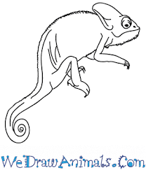 How to draw a chameleon step by step. How To Draw A Realistic Chameleon