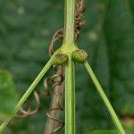 Image result for Amphilophium crucigerum