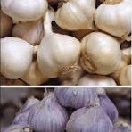 Various Uses Of Garlic Color Sorter In Agriculture