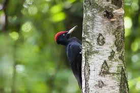 I found the prices about the same as many other trattorias just like it. Picchio Rosso Verde E Nero Il Verso Cane E Gatto