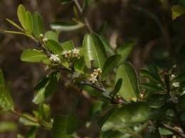Image result for Erythroxylum emarginatum