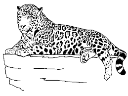 Free printable cheetah coloring pages for kids. Free Printable Cheetah Coloring Pages For Kids
