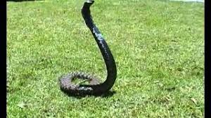 List of fatal snake bites in australia. Rinkhals Snake Facts