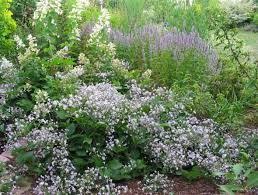 Robert brydon' reminds us that many of the plants that we grow in our gardens have been found by gardeners. Image Result For Clematis Jouiniana Mrs Robert Brydon Garden Forum