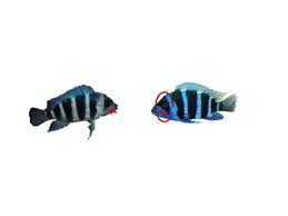 How To Identify Cyphotilapia Frontosa Gibberosa Tropical