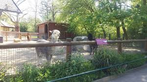 Pin By Smile On Frankfurt Germany Zoo Tree Plants Zoo