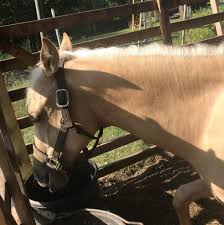 Maybe you would like to learn more about one of these? Palomino Horses Facts Characteristics Origins And Colors