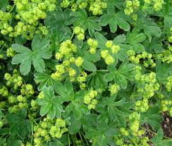 Image result for Alchemilla johnstonii