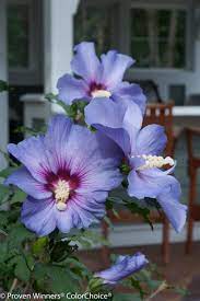 Azurri Blue Satin Rose Of Sharon Hibiscus Syriacus In 2021 Rose Of Sharon Purple Plants Hibiscus