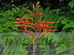 Image result for Maranthes floribunda