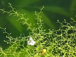 Image result for Utricularia reflexa