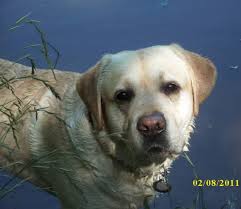 Loss of beloved pet cat Samspon, grief and support