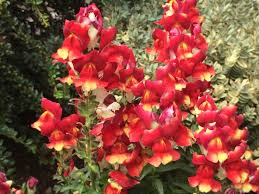 Antirrhinum Snapdragons