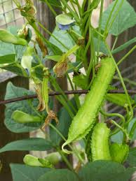 Image result for Psophocarpus lancifolius