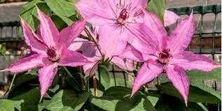 Maybe you would like to learn more about one of these? Clematis Wilt Preventing And Treating It Pyracantha Co Uk