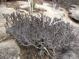 Image result for Euphorbia unicornis