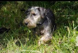 Image result for ČESKÝ TERIÉR