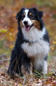 Australian Shepherd Panosundaki Pin