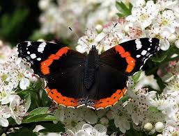 Zebrina Beautiful Butterflies Butterfly Plants Butterfly