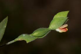 Image result for Zornia glochidiata