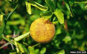 Wholesale tree nursery freedom tree farms wholesale. Trifoliate Orange Citrus Trifoliata Sapindales Rutaceae 1391365