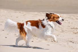 See the nederlandse kooikerhondje compete in the sporting group at the 2019 national dog show. The Breed Vereniging Het Nederlandse Kooikerhondje