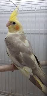 Riesige auswahl an puppen & zubehör. Cockatiel Largest Pet Store In Uae