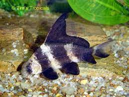 Pin By Misty Hodges On Fishing In 2021 Aquarium Sharks Shark Fishing Fish