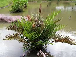 Image result for Acrostichum